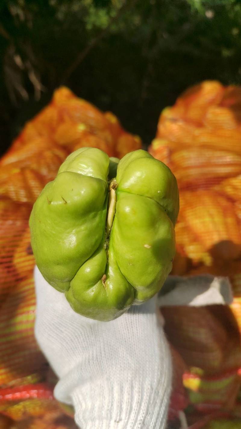 佛手瓜龙须菜！！！种，价格实惠，品质好，量大。欢迎来电。