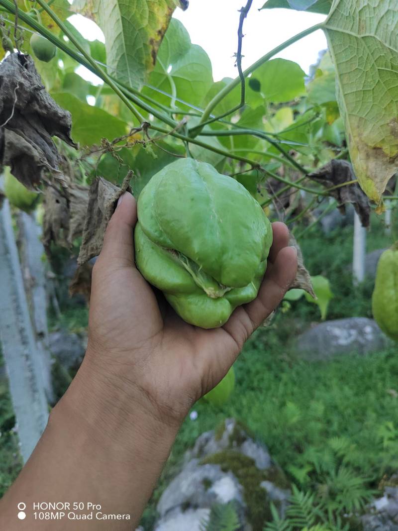 佛手瓜龙须菜！！！种，价格实惠，品质好，量大。欢迎来电。