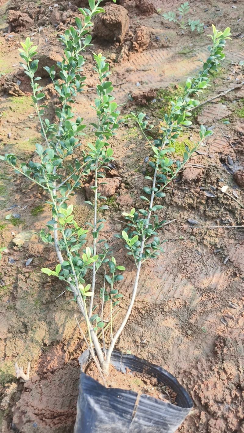 龟甲冬青杯苗龟甲冬青基地绿化用苗