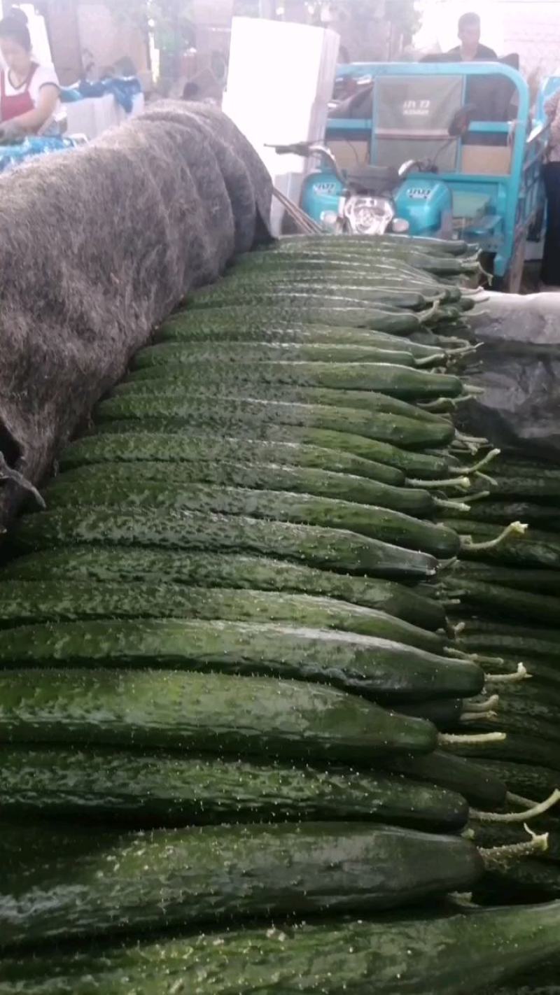 莘县油亮密刺黄瓜大量供应一手货源保证质量代发