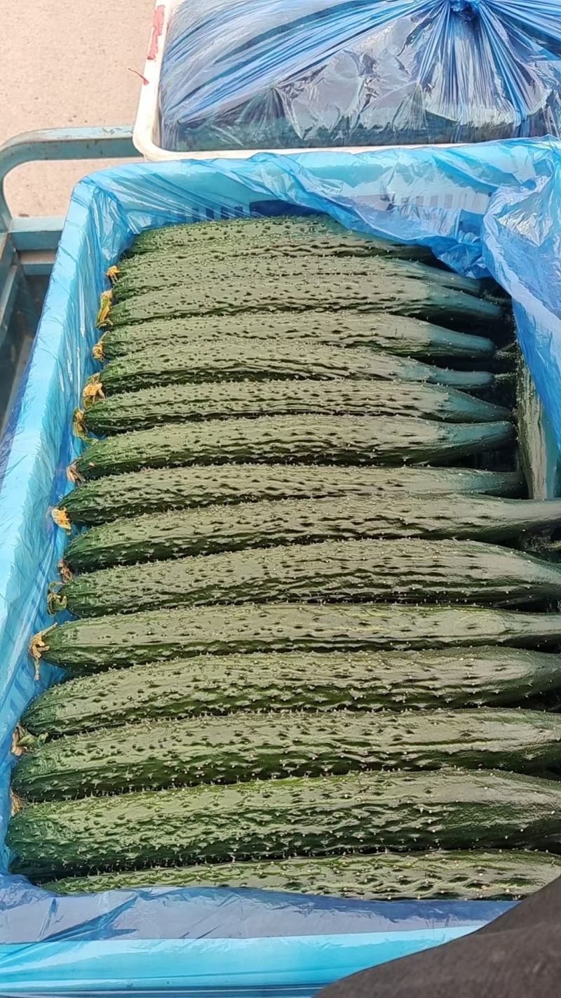 莘县油亮密刺黄瓜大量供应一手货源保证质量代发