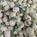 《精品》菜花2-3散花乳白价格美丽产地直供量大从优