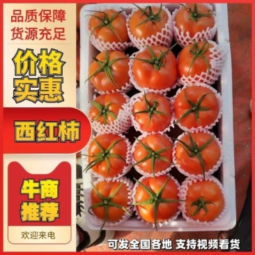 莘县以色列大红番茄大量上市诚信经营，产地代发全国