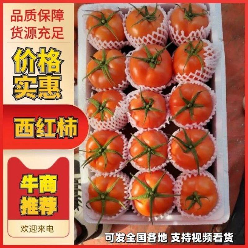 莘县以色列大红番茄大量上市诚信经营，产地代发全国