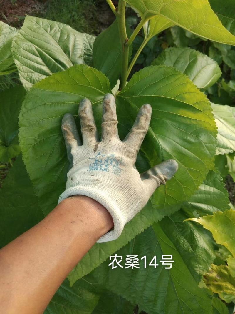 绿化占地绿化桑，3到8公分，无籽大十，蛋白桑，嫁接桑