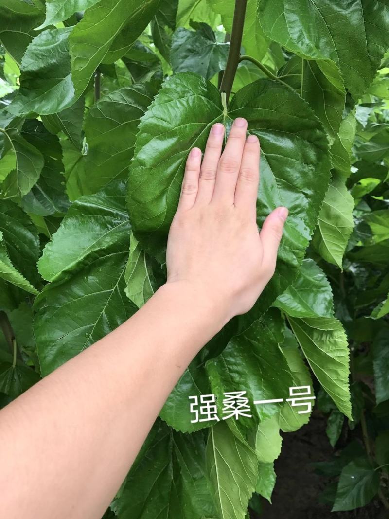 绿化占地绿化桑，3到8公分，无籽大十，蛋白桑，嫁接桑