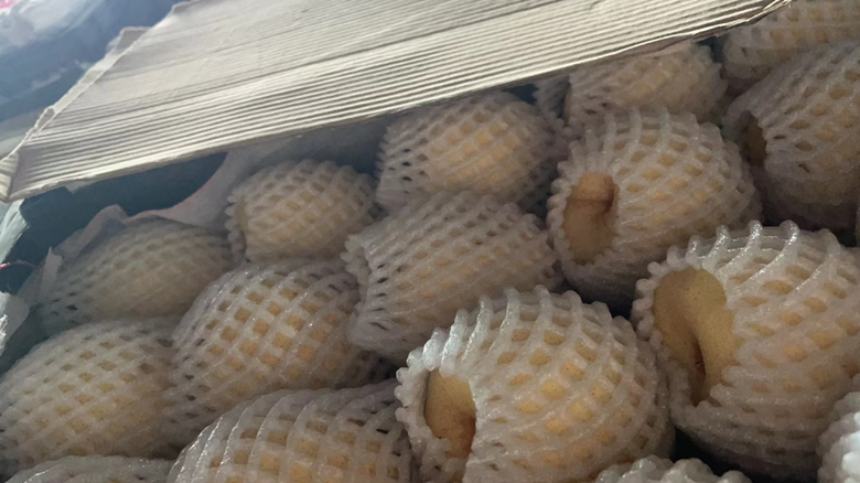 高清实物对比图展示运城市五种代表性梨品种:左侧为木梨(果皮黄褐、略粗糙),中间为玉露香酸系(绿黄色、果点明显),右侧为晋酥梨(长圆形、光滑亮泽),背景为标准化梨园场景,配有标签说明品种名称、单果重量与典型风味描述 运城市梨主要品种对比图