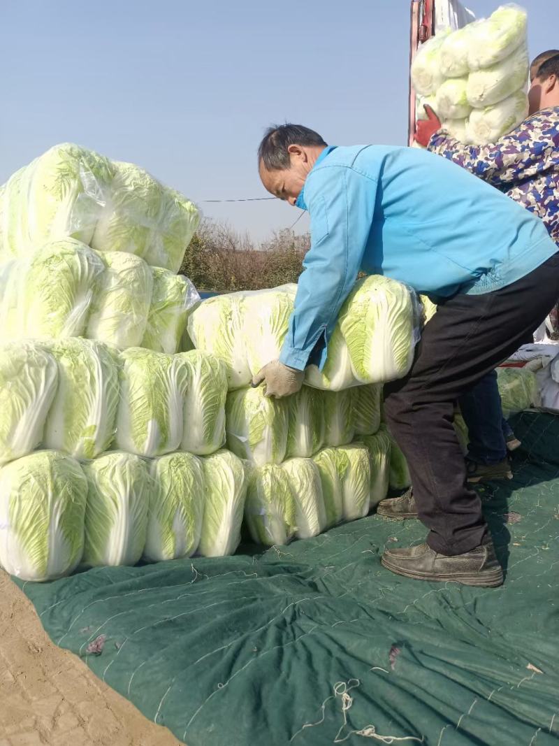 陕西，义和秋大白菜只做最好，4-6斤，精品包装大量货源