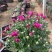 国庆菊千头菊租摆菊花菊花造型菊花展