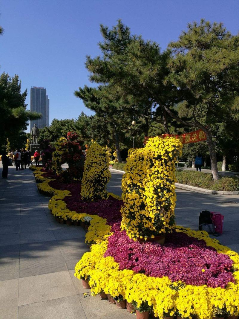 国庆菊千头菊租摆菊花菊花造型菊花展
