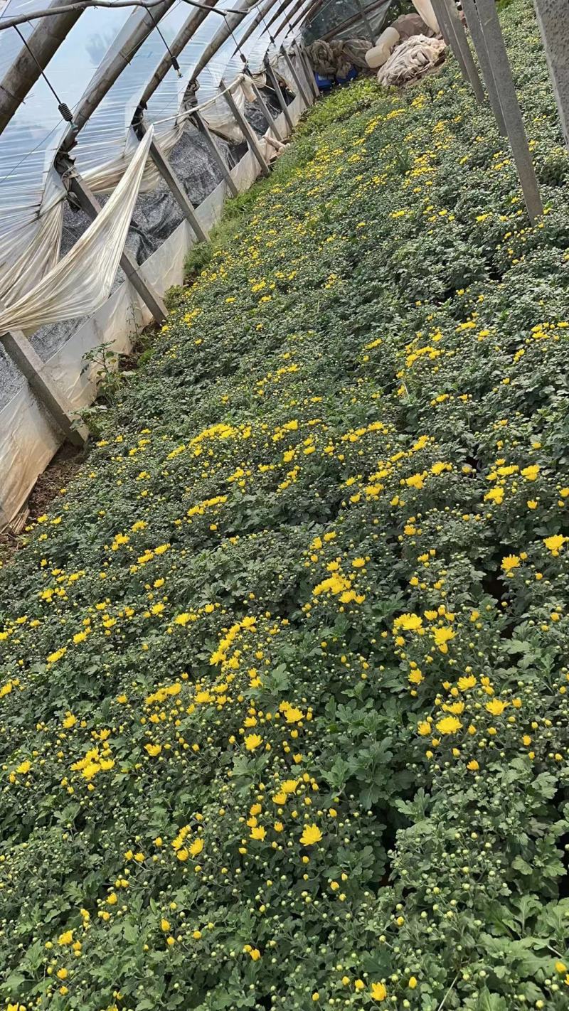 国庆菊千头菊租摆菊花菊花造型菊花展
