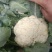 通许花菜，青叶青梗，一手收货，可以视频看货，货源充足