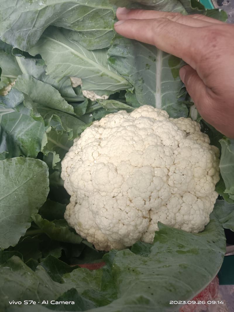 通许花菜，青叶青梗，一手收货，可以视频看货，货源充足