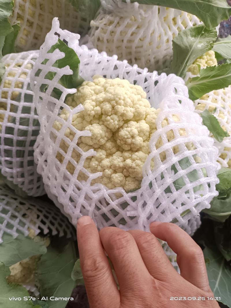 通许花菜，青叶青梗，一手收货，可以视频看货，货源充足