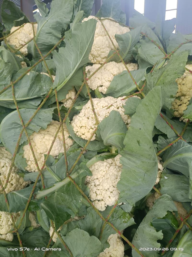 通许花菜，青叶青梗，一手收货，可以视频看货，货源充足