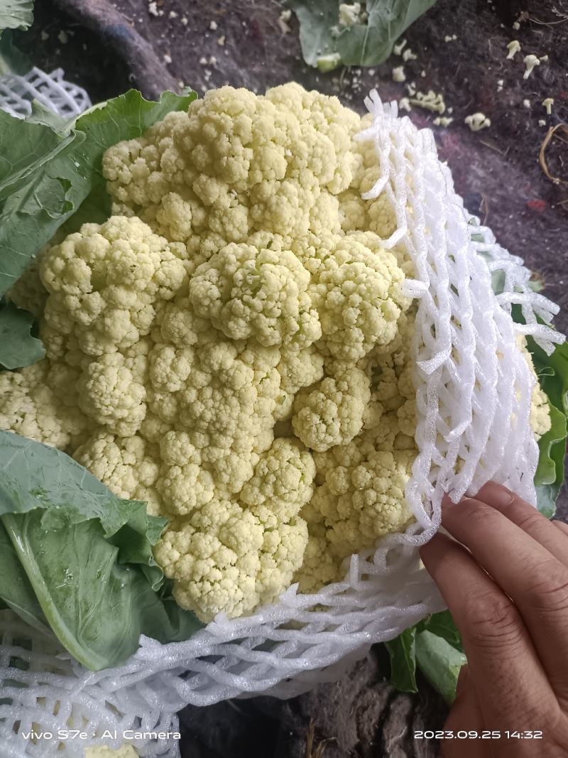 通许花菜，青叶青梗，一手收货，可以视频看货，货源充足