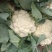 通许花菜，青叶青梗，一手收货，可以视频看货，货源充足
