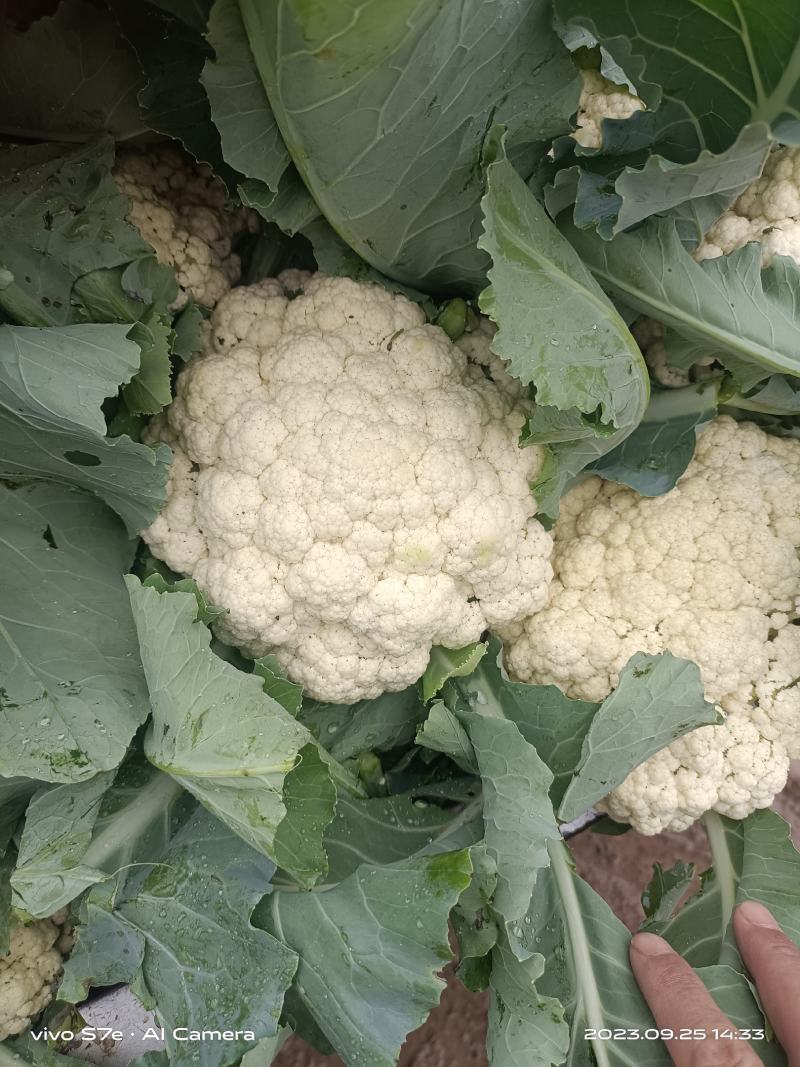 通许花菜，青叶青梗，一手收货，可以视频看货，货源充足
