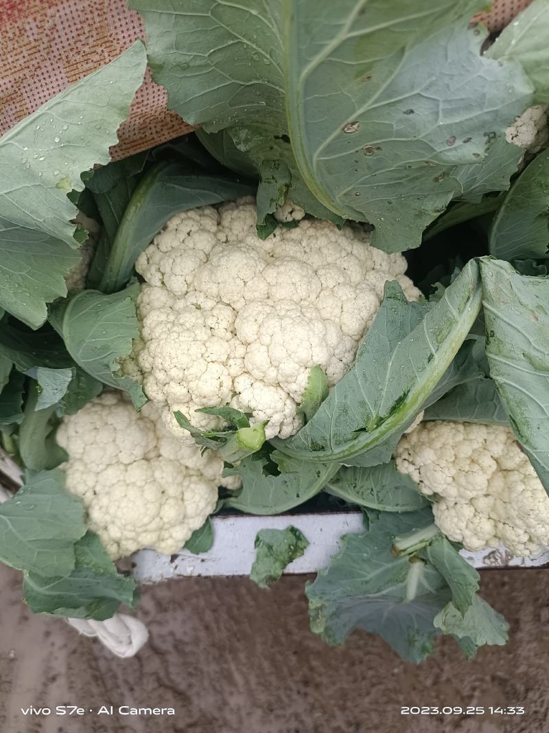 通许花菜，青叶青梗，一手收货，可以视频看货，货源充足