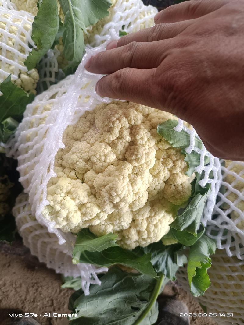 通许花菜，青叶青梗，一手收货，可以视频看货，货源充足