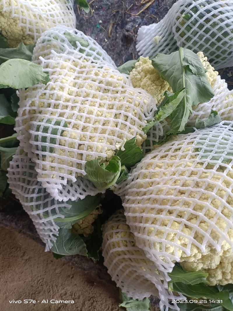 通许花菜，青叶青梗，一手收货，可以视频看货，货源充足