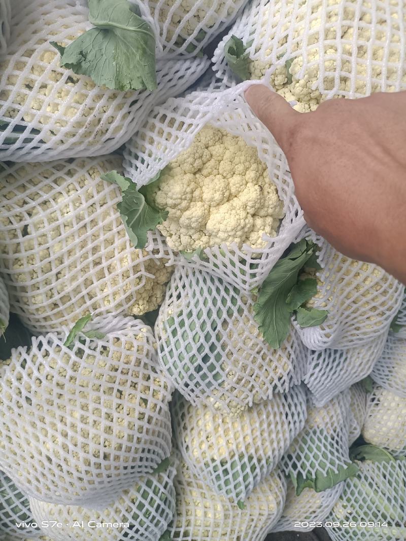 通许花菜，青叶青梗，一手收货，可以视频看货，货源充足