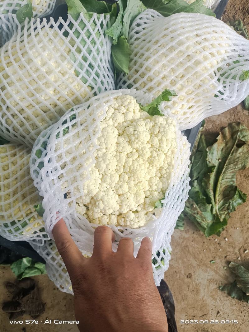 通许花菜，青叶青梗，一手收货，可以视频看货，货源充足