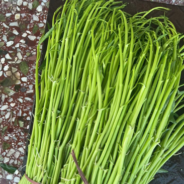 玉林空心菜菜标菜同菜标
