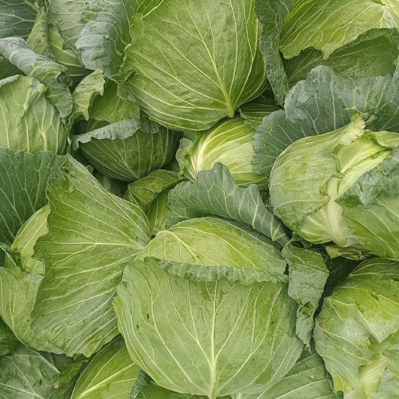 京丰包菜，墨玉包菜，货源充足，可以视频看货
