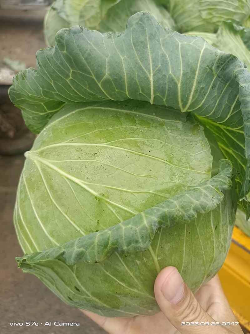 京丰包菜，墨玉包菜，货源充足，可以视频看货
