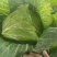 京丰包菜，墨玉包菜，货源充足，可以视频看货