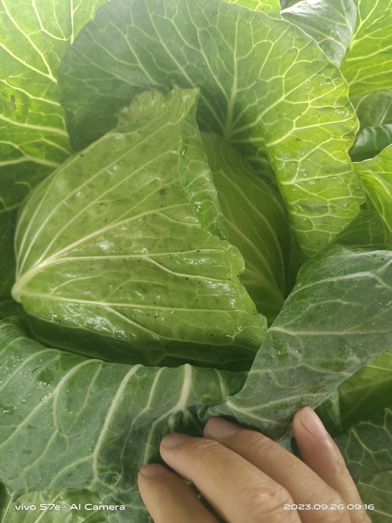 京丰包菜，墨玉包菜，货源充足，可以视频看货