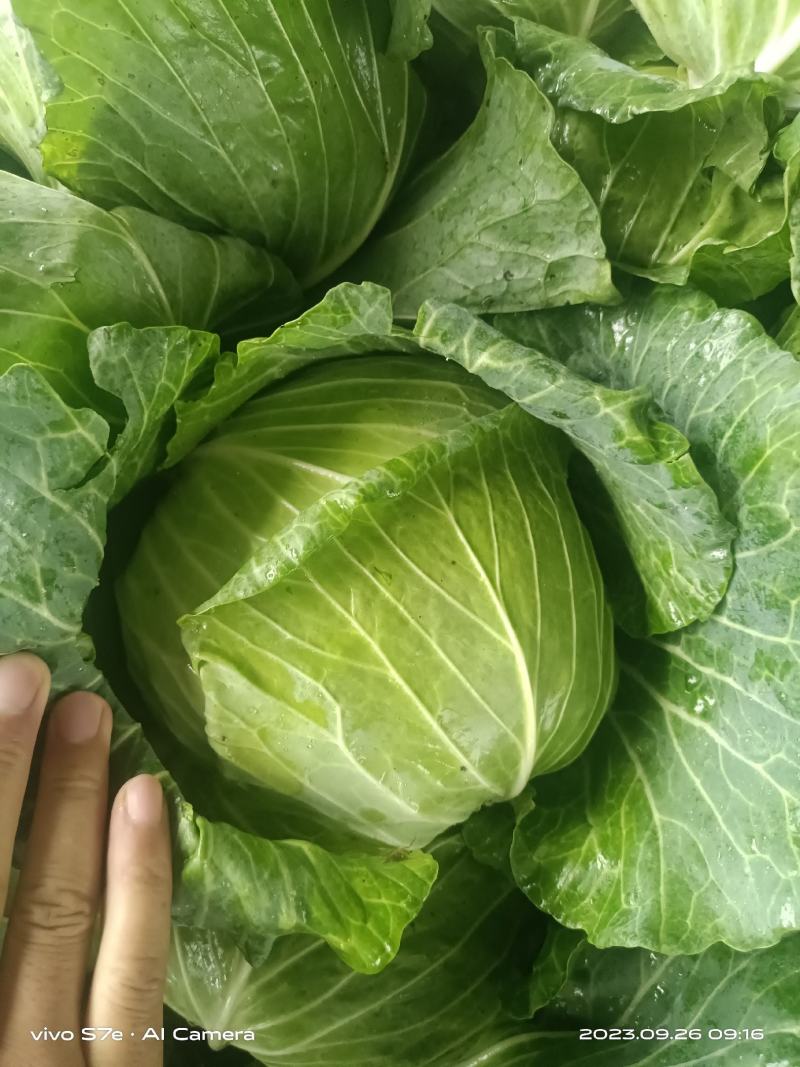 京丰包菜，墨玉包菜，货源充足，可以视频看货