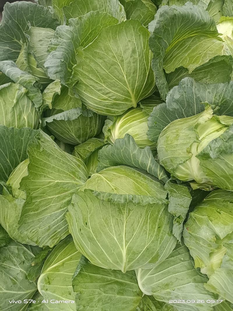 京丰包菜，墨玉包菜，货源充足，可以视频看货