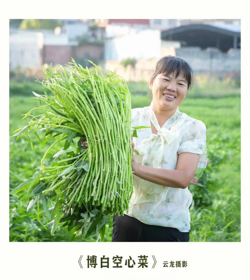 玉林空心菜菜标菜同菜标