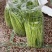 玉林空心菜菜标菜同菜标