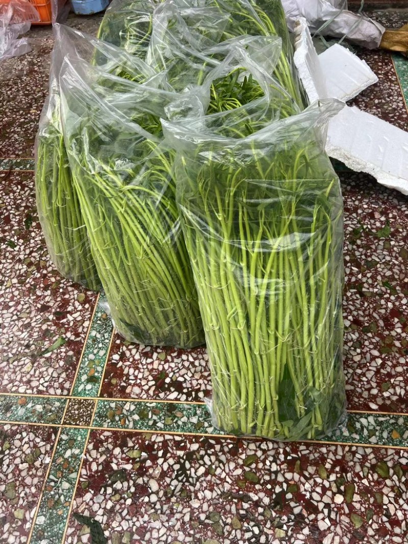 玉林空心菜菜标菜同菜标
