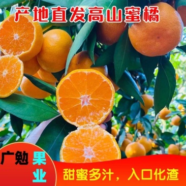 【特早蜜桔】湖北特早蜜橘产地直发供应外贸出口商超电商市场
