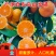 【特早蜜桔】湖北特早蜜橘产地直发供应外贸出口商超电商市场