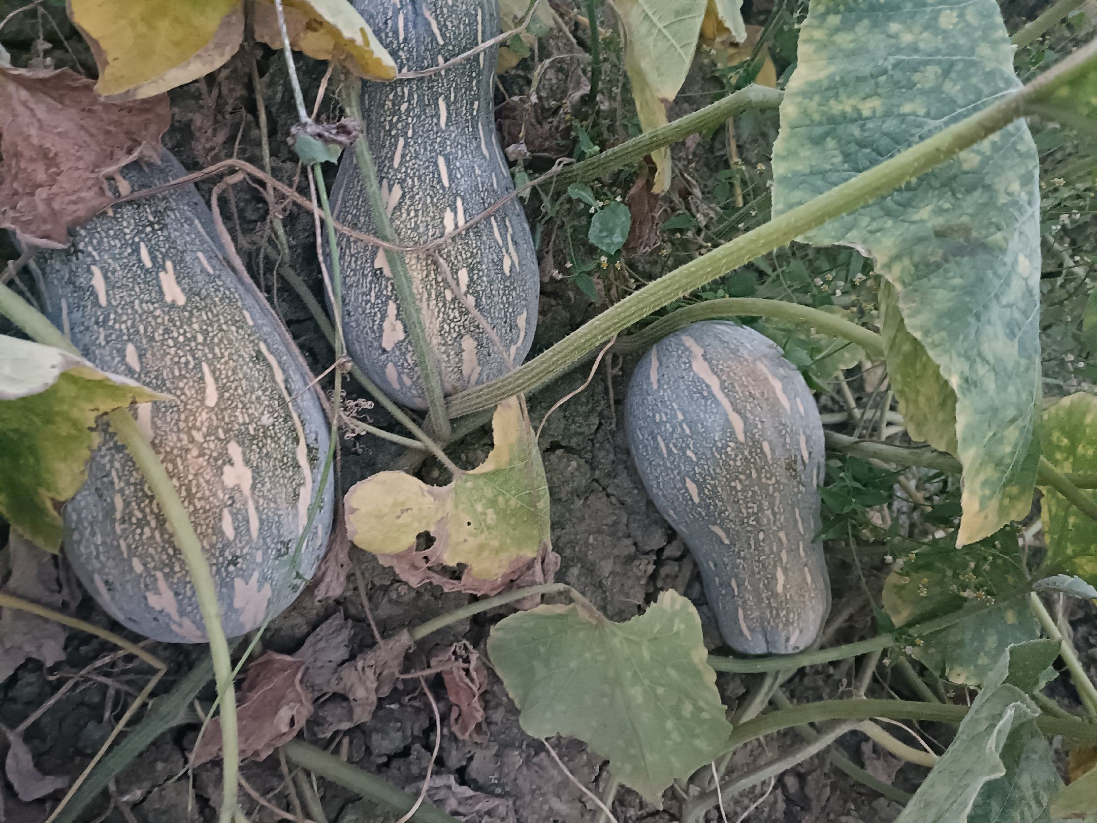 一个成熟的蜜本南瓜放置在木桌上,表皮呈橙红色,形状为长葫芦形,切开的一半露出金黄色的厚实果肉和少量种子,旁边摆放一把绿色蔬菜作为对比 蜜本南瓜果实特写展示