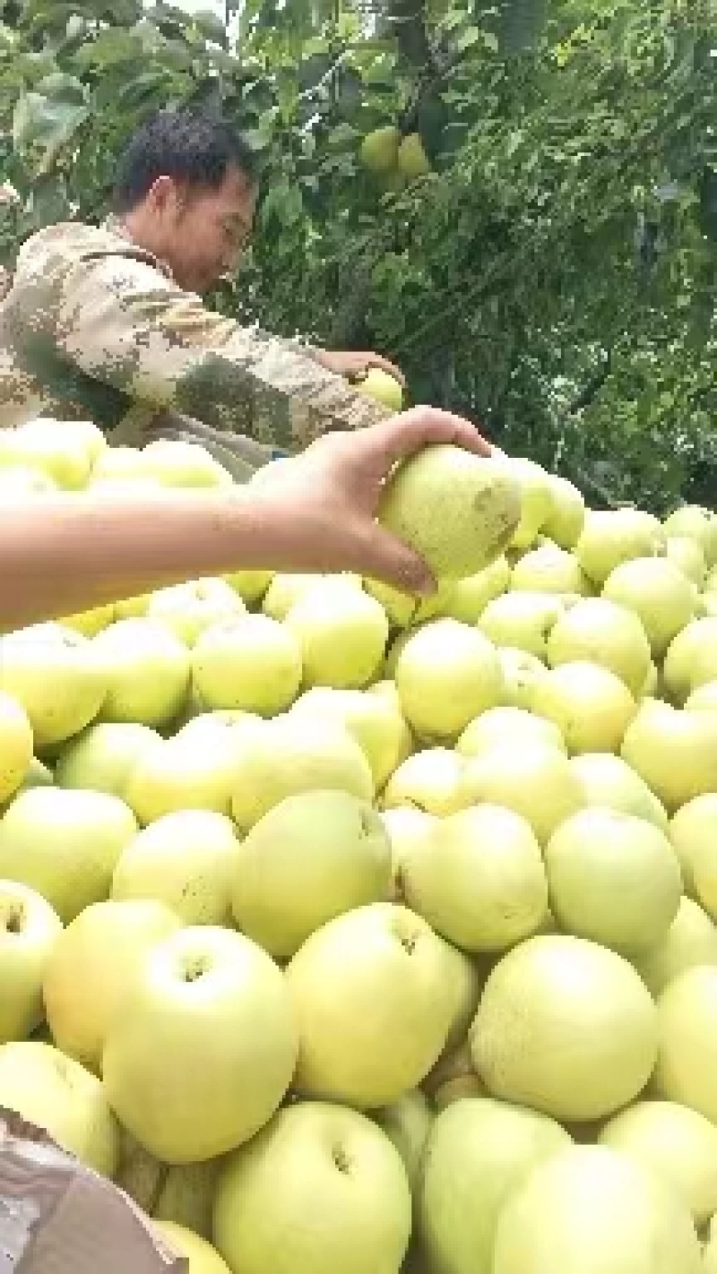 优质金花梨，产地直发，大量供应，欢迎采购