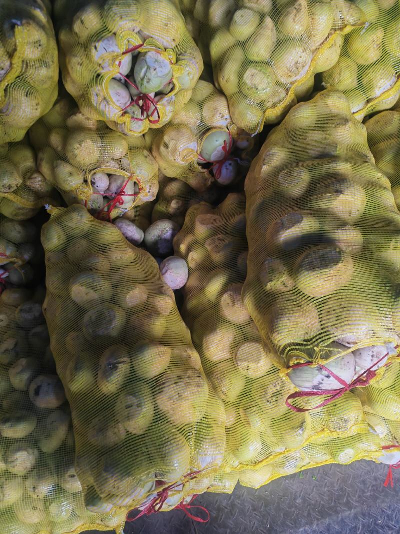 精品芥菜大量上市产地直发保质保量欢迎新老客户采购