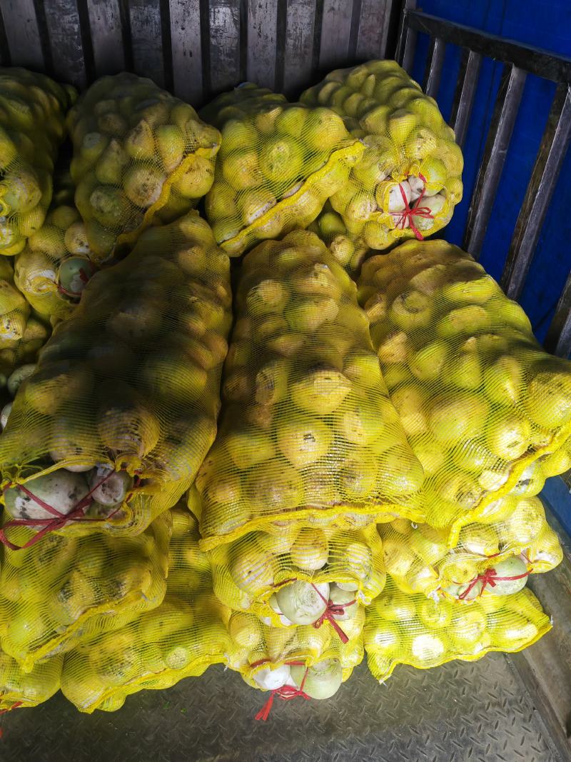 精品芥菜大量上市产地直发保质保量欢迎新老客户采购