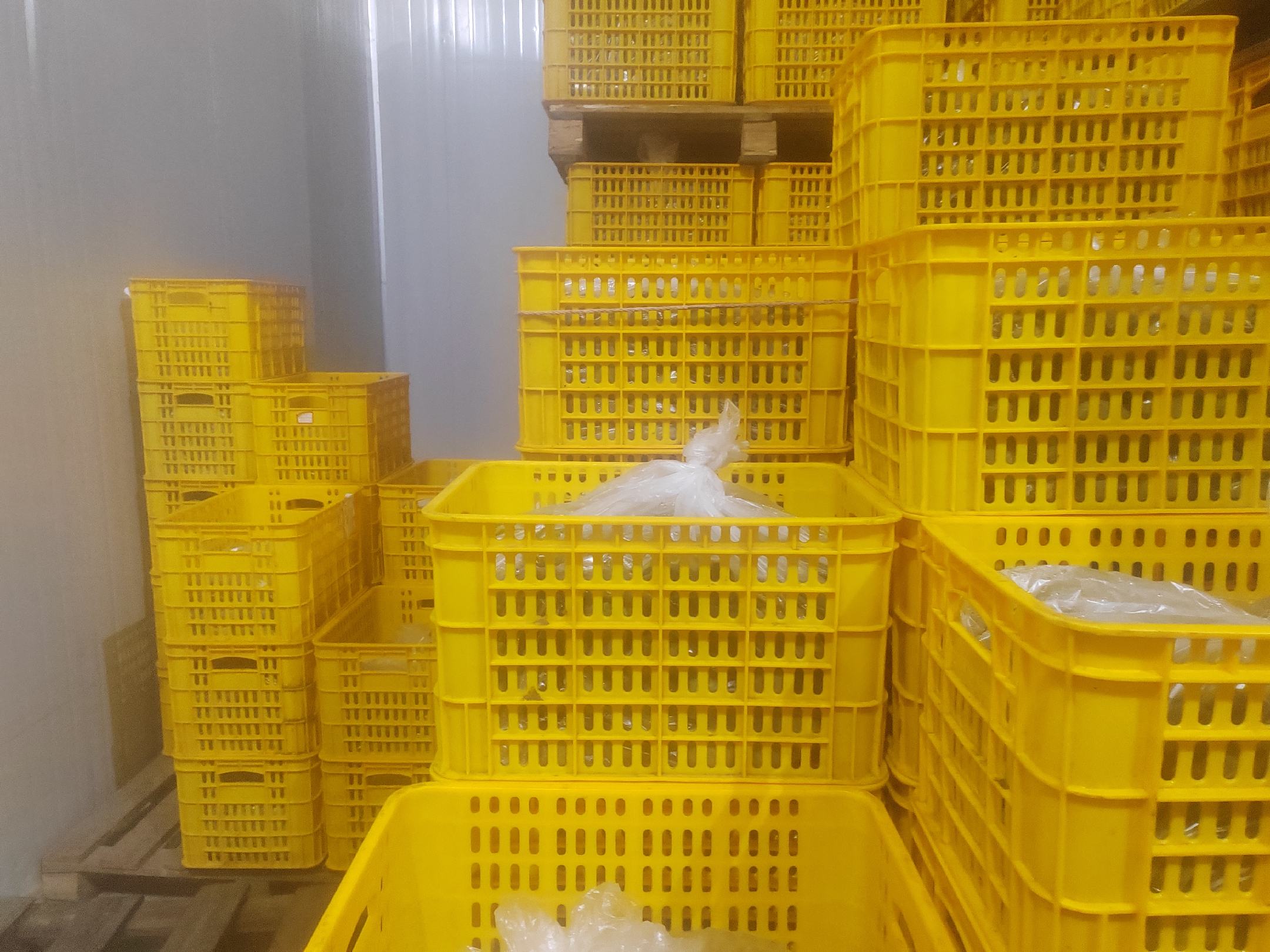 红心猕猴桃分级包装现场