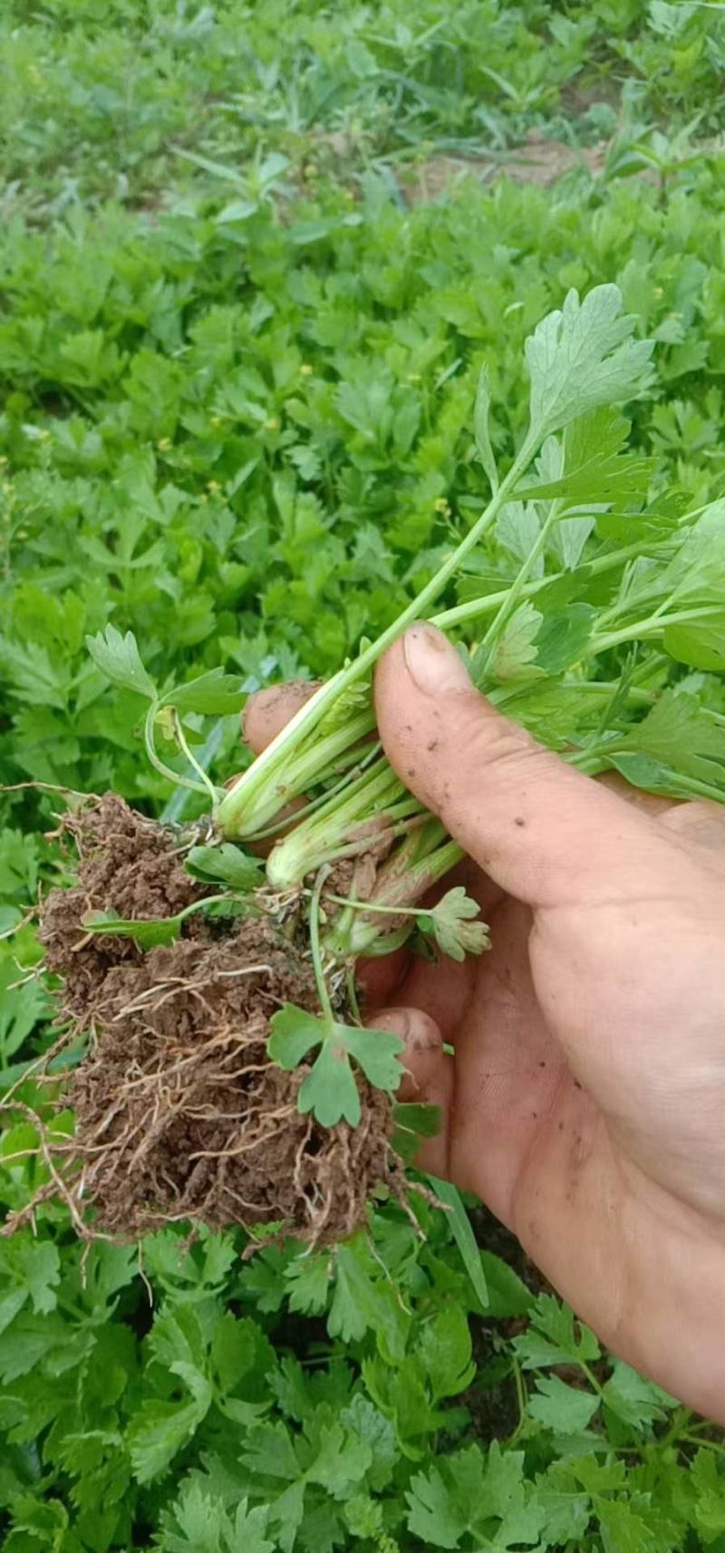 【精品】芹菜苗，河北优质芹菜苗，成活率高，一手货源便宜！