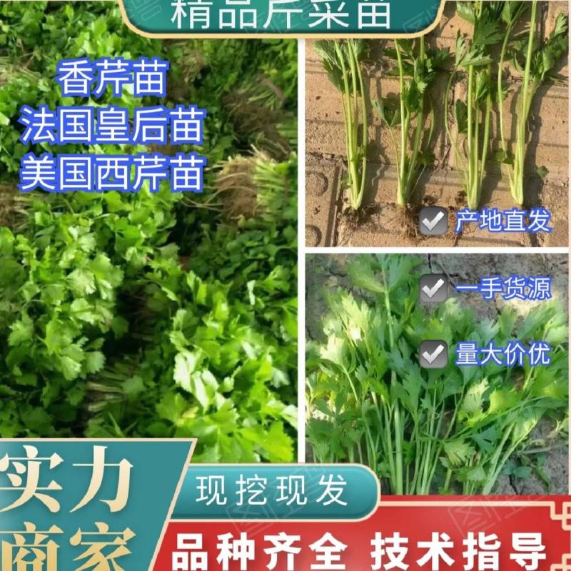 【推荐】芹菜苗，量大从优，专业培育，成活率高欢迎老板联系