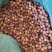 春砂仁广东阳春春砂仁今年新货精选大颗粒