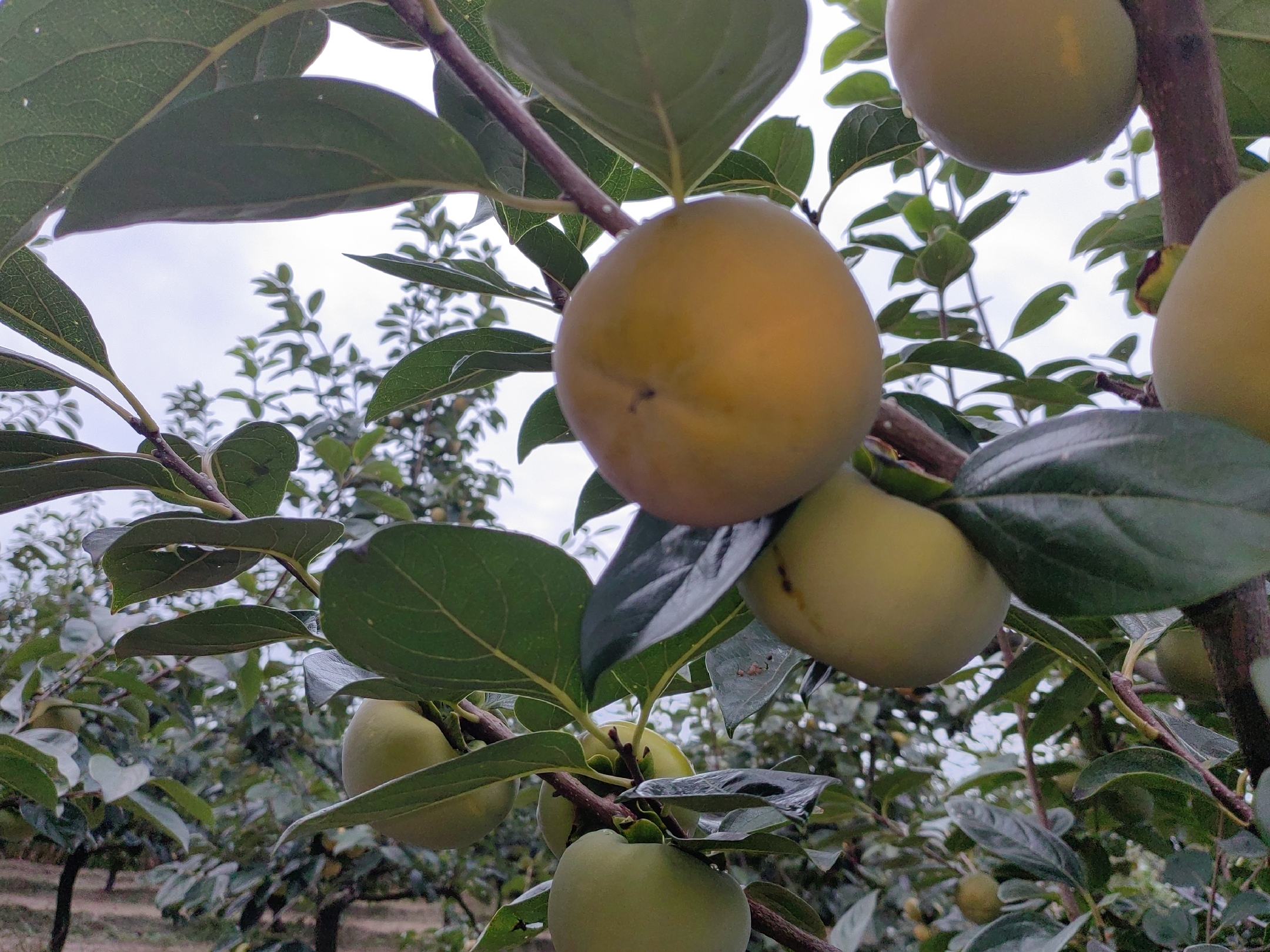 太秋甜柿果园种植场景