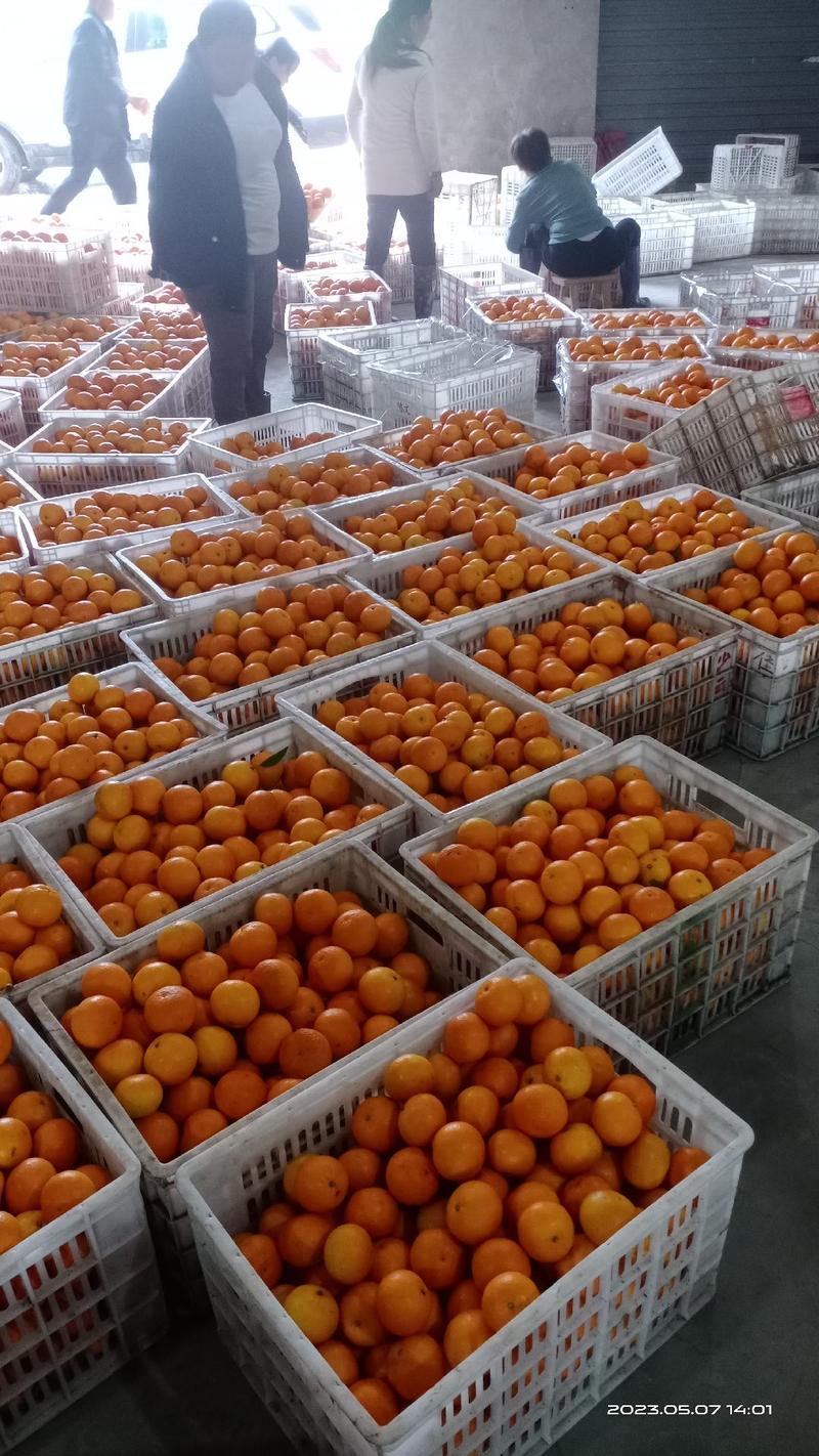 专业代办，爱媛38果冻橙供应电商产地发货