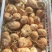 大凉山冕宁地瓜(凉薯)